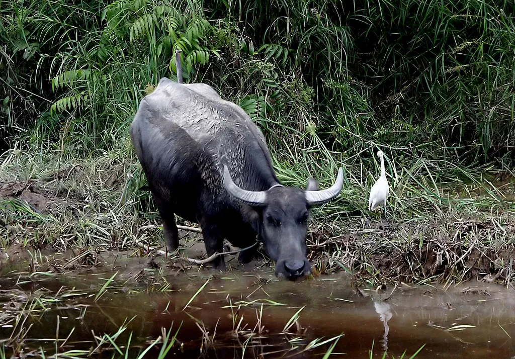 Water buffalo grazing at the edge of a muddy stream with an egret beside it